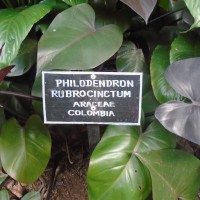 Philodendron rubrocinctum Engl.